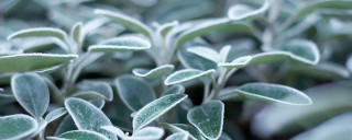 Malvern in Winter - Leaves close up